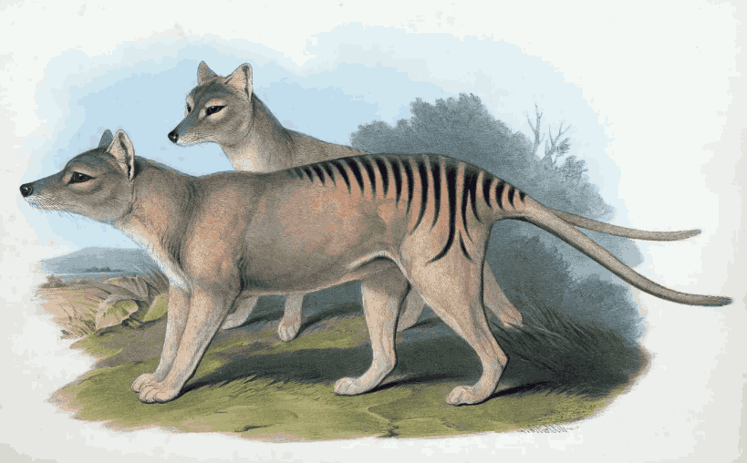 Information about Tasmanian Tiger in Hindi | Tasmanian Wolf कैसे ख़त्म हुआ ?