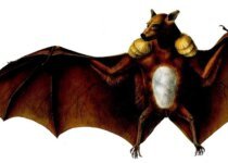 Facts about Bat in Hindi | चमगादड़ से जुड़े 10 ऱोचक तथ्य