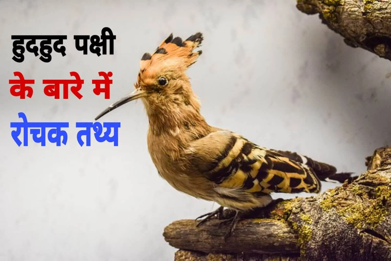 15 Interesting Facts about Hoopoe in Hindi | हुदहुद पक्षी के बारे में 15 रोचक तथ्य