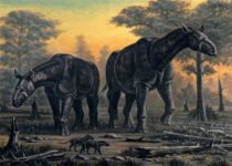 Paraceratherium : The largest Mammal ever | Paraceratherium के बारे में 14 रोचक तथ्य