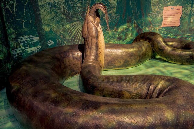 aitanoboa Snake (टाइटनोबोआ सांप) के बारे में रोचक तथ्य | Taitanoboa : Biggest Snake of the world