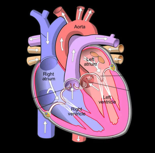ह्रदय(दिल) के बारे में 23 रोचक तथ्य और जानकारी | Amazing Facts about Heart in Hindi