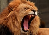Information about Lion in Hindi | World Lion Day 2021 | जंगल के राजा शेर के बारे में रोचक तथ्य