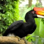 Amazing Facts about Hornbill in Hindi | हॉर्नबिल (धनेश पक्षी) पक्षी के बारे में 15 रोचक तथ्य