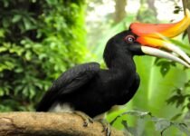 Amazing Facts about Hornbill in Hindi | हॉर्नबिल (धनेश पक्षी) पक्षी के बारे में 15 रोचक तथ्य
