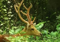 Information about Swamp Deer in Hindi | (Barasingha) बारहसिंगा के बारे में 13 रोचक तथ्य और जानकारी