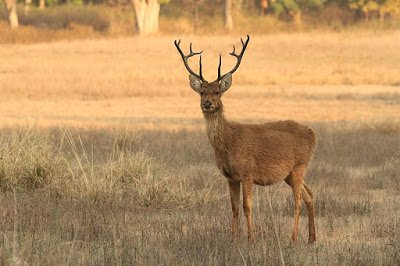 Amazing Facts about Swamp Deer in Hindi | बारहसिंगा के बारे में अद्बुत तथ्य