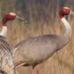 Facts about Sarus Crane in Hindi | सारस पक्षी के बारे में चोंकाने वाले रोचक तथ्य