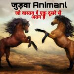 10 Pairs of Commonly Confused Animals in Hindi | 10 हमशकल जीव जिनके बीच आप फर्क ही पता नहीं कर पाते