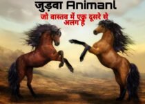 10 Pairs of Commonly Confused Animals in Hindi | 10 हमशकल जीव जिनके बीच आप फर्क ही पता नहीं कर पाते