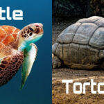 Tortoise in Hindi