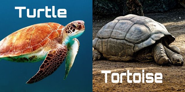 Tortoise in Hindi