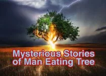 Mysterious stories of man eating trees | इंसान को खाने वाले पेड़ो की अनसुनी कहानी