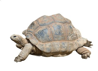 कछुओं के बारे में 20 रोचक तथ्य - Interesting Facts about Tortoise in Hindi