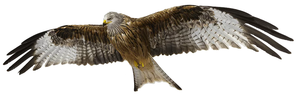 दुनिया के 10 शिकारी पक्षिओ के बारे में जानकारी - Top 10 Birds of Prey in Hindi,Amazing information and facts about Birds of Prey in Hindi - शिकारी पक्षिओ के बारे में रोचक तथ्य