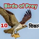 Top 10 Birds of Prey in Hindi | दुनिया के 10 शिकारी पक्षिओ के बारे में जानकारी