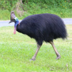 Cassowary Bird in Hindi | दुनिया का सबसे खतरनाक पक्षी, इंसानों तक की ले सकता है जान!