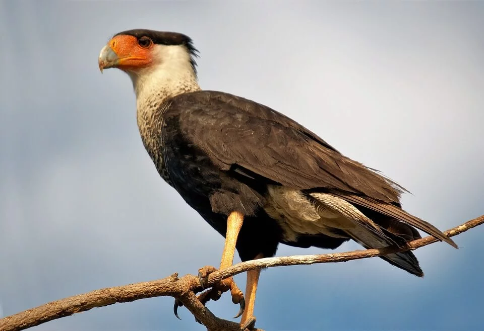 दुनिया के 10 शिकारी पक्षिओ के बारे में जानकारी - Top 10 Birds of Prey in Hindi,Amazing information and facts about Birds of Prey in Hindi - शिकारी पक्षिओ के बारे में रोचक तथ्य