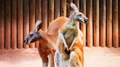ऑस्ट्रेलिया के बारे में 38 रोचक तथ्य - Interesting Facts about Australia in Hindi