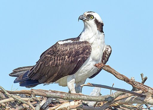 Interesting Facts about Ospreys in Hindi | कैकर या ओस्प्रे पक्षी के बारे में 20 रोचक तथ्य