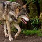 30 Interesting Facts about Wolf in Hindi - भेडियों के बारे में यह बात सायद आप नहीं जानते होंगे