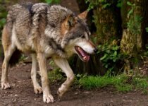 30 Interesting Facts about Wolf in Hindi - भेडियों के बारे में यह बात सायद आप नहीं जानते होंगे