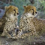 information about Cheetah in Hindi, चीता के बारे में रोचक तथ्य और जानकारी, Amazing Facts about Cheetah in Hindi, चीता के बारे में मजेदार बातें