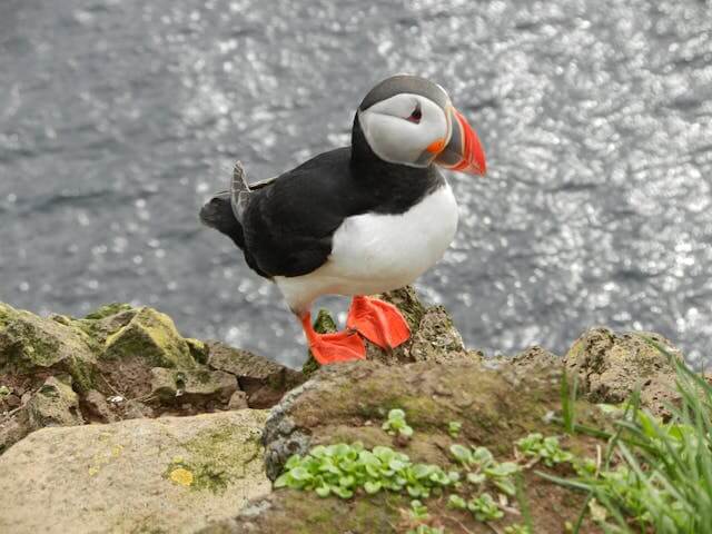 Amazing Facts about Atlantic Puffin in Hindi | अटलांटिक पफिन के बारे में रोचक तथ्य