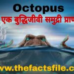 InterestingFacts about Octopus in Hindi - ऑक्टोपस(अष्टबाहू) के बारे में जानकारी और रोचक तथ्य