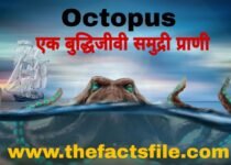 InterestingFacts about Octopus in Hindi - ऑक्टोपस(अष्टबाहू) के बारे में जानकारी और रोचक तथ्य