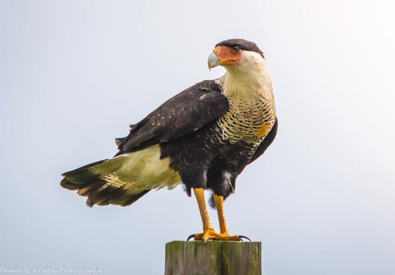 Amazing Facts about Caracara Birds in Hindi - कराकरा पक्षी के बारे रोचक तथ्य