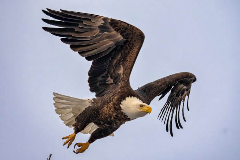 Eagle are flying. Amazing Facts about Eagle in Hindi - गरुड़ के बारे में 25 मजेदार तथ्य