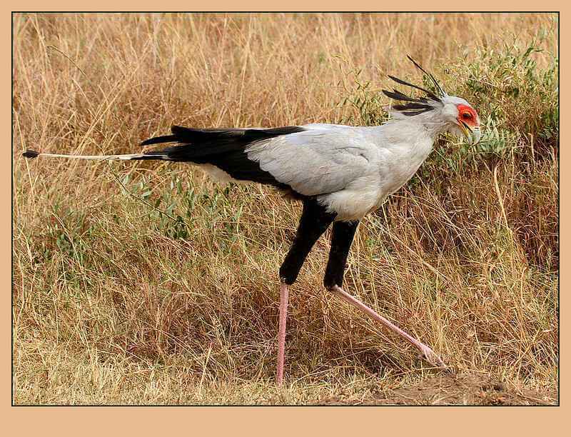 Amazing Facts about Secretary bird in Hindi - सेक्रेटरी पक्षी के बारे में रोचक जानकारी