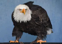 Interesting Facts about Eagle in Hindi - गरुड़ पक्षी के बारे में 15 रोचक तथ्य और मजेदार बातें