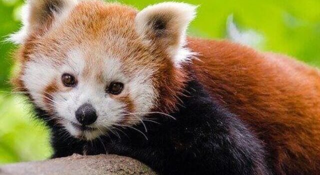 Interesting Facts about Red Panda in Hindi | लाल पांडा के बारे में यह बात सायद आपको नहीं पता होगी