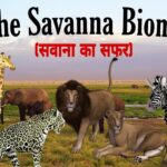 African savanna in Hindi