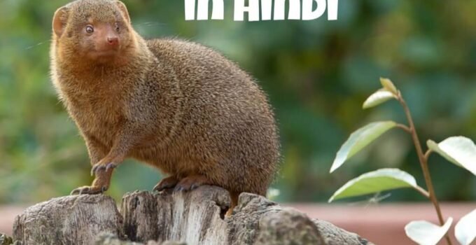 Mongoose in Hindi