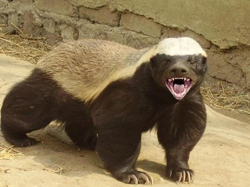 Amazing Facts about Badger in Hindi - बेजर के बारे में रोचक तथ्य - बेजर या बिज्जू के बारे में मजेदार तथ्य