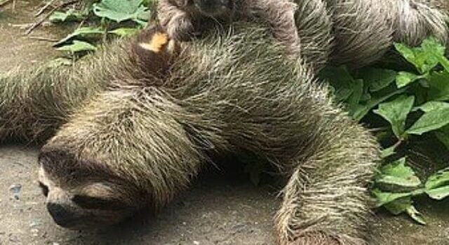 Amazing Facts about Giant Ground Sloth in Hindi, जायंट ग्राउंड स्लोथ के बारे में 10 रोचक और मजेदार तथ्य