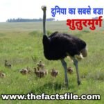 Interesting Facts about Ostrich in Hindi - शुतुरमुर्ग के बारे में जानकारी