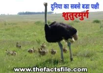 Interesting Facts about Ostrich in Hindi - शुतुरमुर्ग के बारे में जानकारी