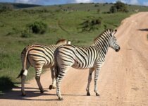18 Interesting Facts about Zebra in Hindi | ज़ेबरा के बारे में मजेदार तथ्य