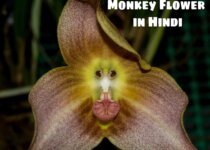 Facts about Dracula or Monkey Orchid in Hindi | जाने मंकी फ्लावर के बारे में सबकुछ