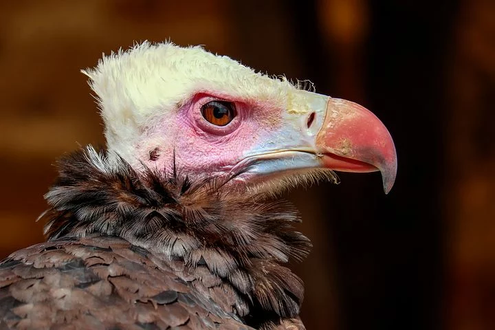 पक्षियों के बारे में रोचक तथ्य भाग 2 | Amazing facts about Birds Part - 2
