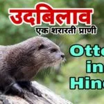 उदबिलाव एक शरारती जानवर - 15 Facts about Otter in Hindi