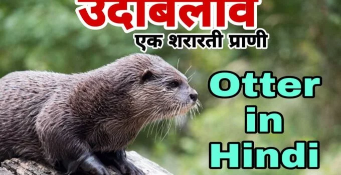 उदबिलाव एक शरारती जानवर - 15 Facts about Otter in Hindi