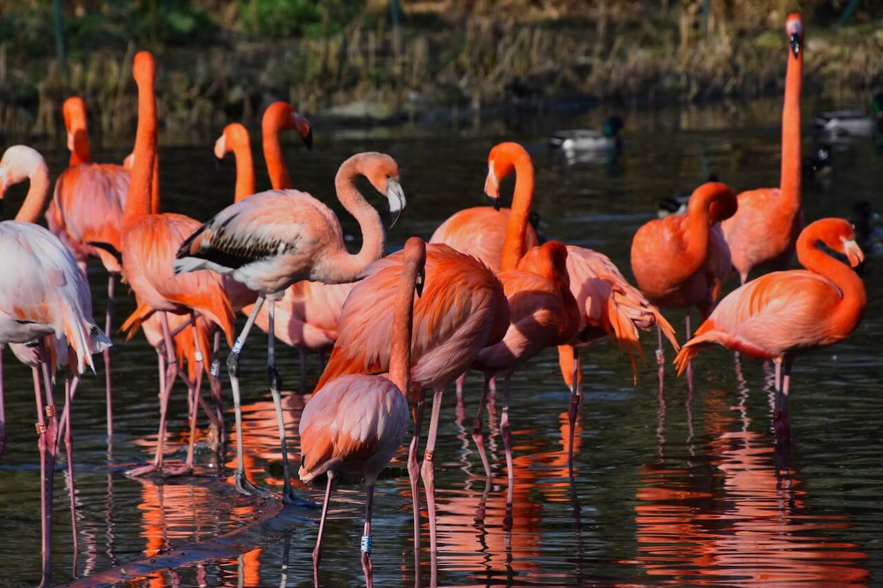 Flamingo Birds group. Interesting facts about birds in Hindi - पक्षियों के बारे में जानकारी 