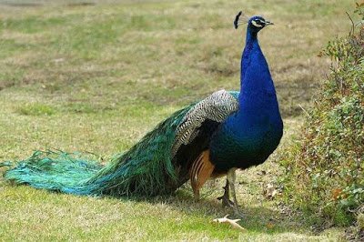 मोर के बारे में जानकारी और मजेदार तथ्य - Peacock in Hindi - Information about Peacock in Hindi