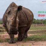 गेंडे के बारे में 20 मजेदार तथ्य., 20 Interesting facts about Rhinoceros in Hindi, Interesting facts about Rhinoceros in Hindi