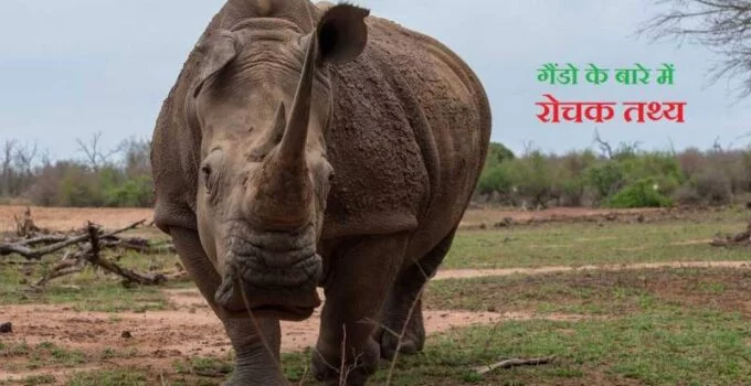 गेंडे के बारे में 20 मजेदार तथ्य., 20 Interesting facts about Rhinoceros in Hindi, Interesting facts about Rhinoceros in Hindi